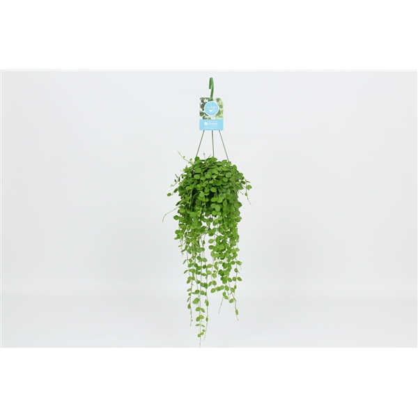 Dischidia nummularia 14Ø 40cm