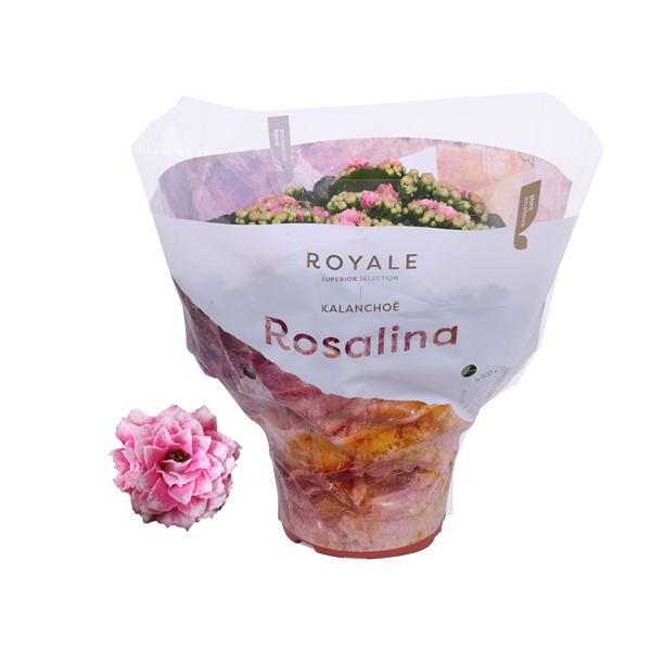 Kalanchoe cal Royal White/Pink 15Ø 27cm