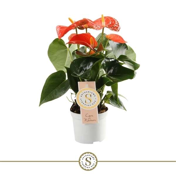 Anthurium Orange Champion 12Ø 40cm 5fl