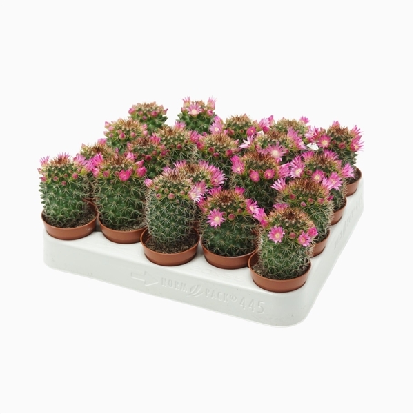 Cactus Flowering 5,5Ø 8cm
