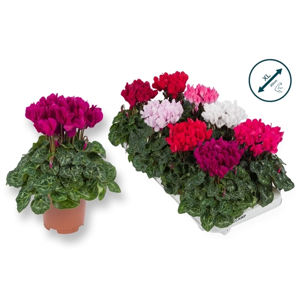 Cyclamen SS Compact mix 10,5Ø 25cm