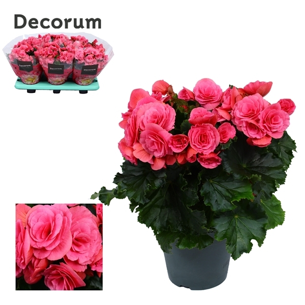 Begonia Elatior Berseba 14Ø 32cm