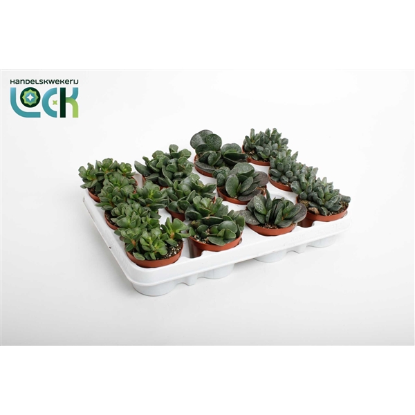 Adromischus mix 8,5Ø 10cm