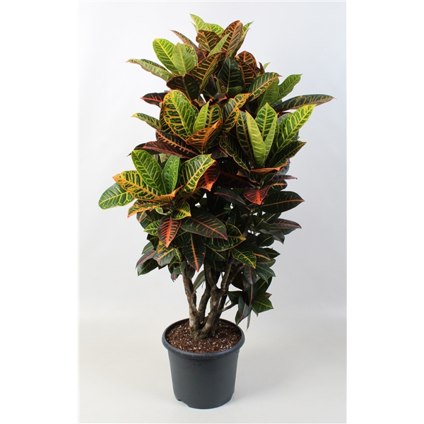 Codiaeum variegatum Petra 24Ø 100cm 1pp