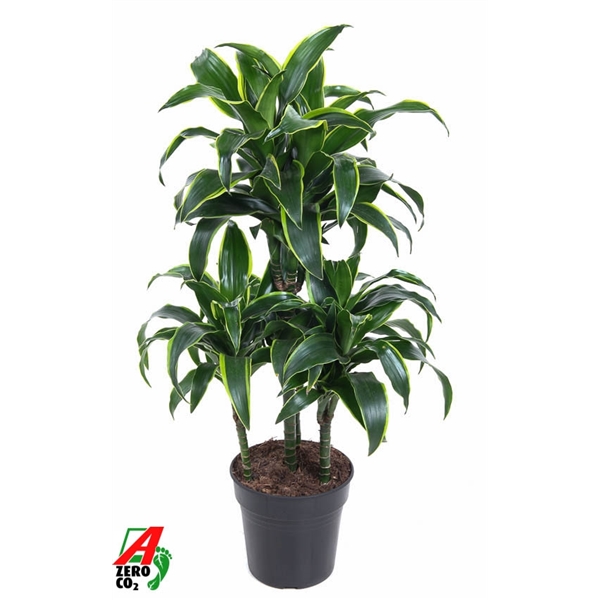 Dracaena compacta Dorado 21Ø 80cm 4pp