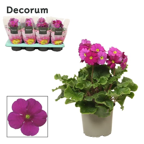 Primula obconica Touch Me Violet 12Ø 30cm
