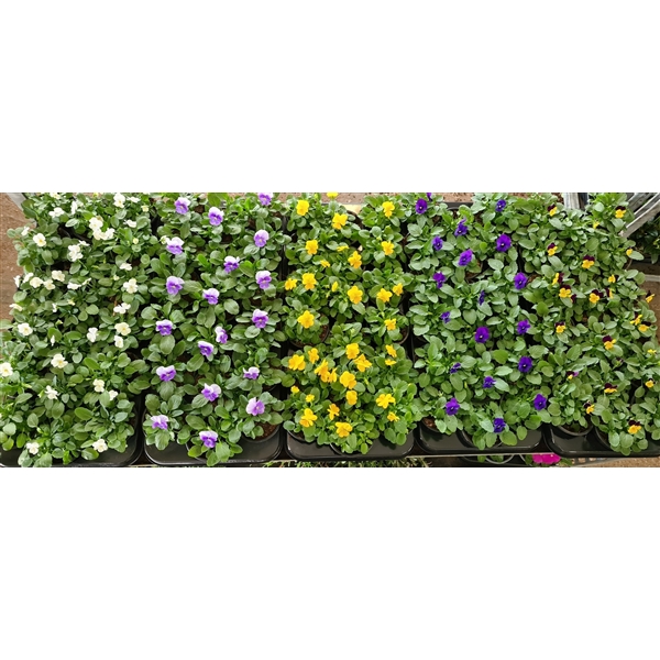 Viola cornuta mix trolley 9Ø 15cm