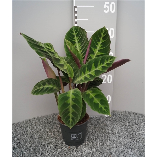 Calathea Warscewiczii 12Ø 35cm