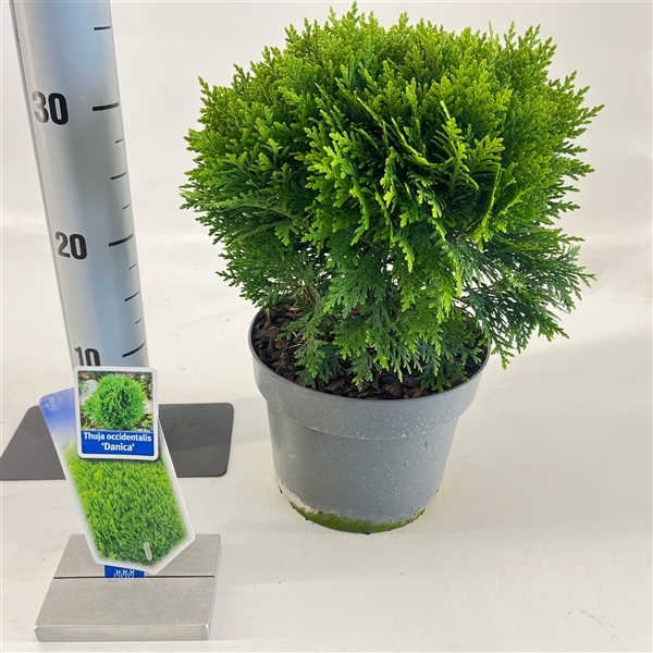 Thuja occidentalis Danica 19Ø 30cm