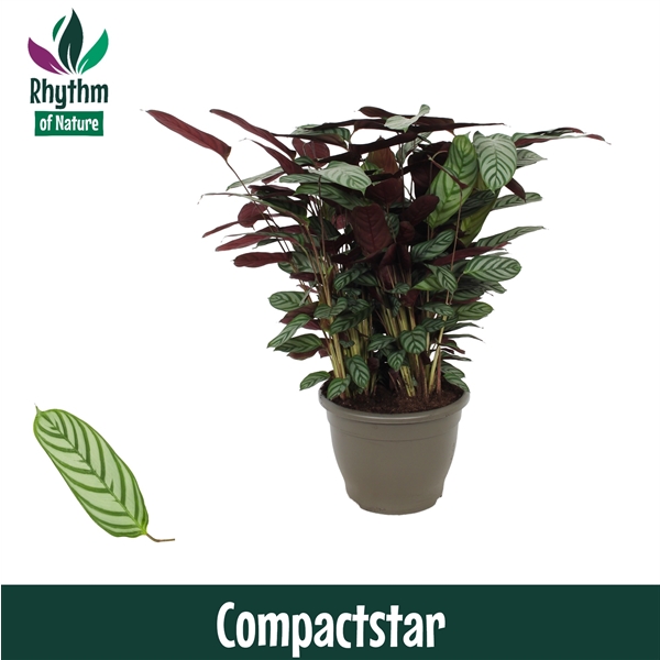 Ctenathe setosa Compactstar 32Ø 85cm