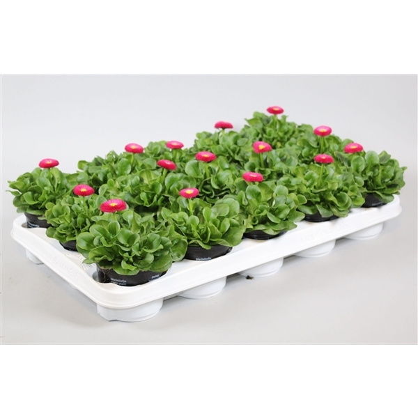 Bellis perennis Speedstar Plus Rose 10,5Ø 10cm