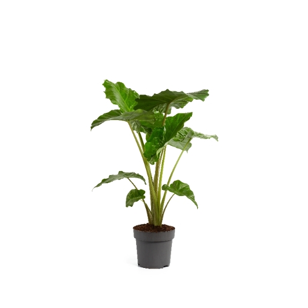 Alocasia Portodora 24Ø 85cm 1pp