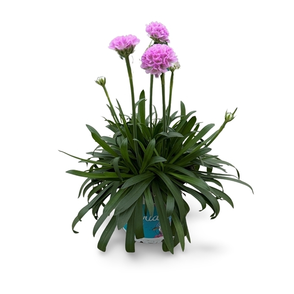 Armeria Dreameria Sweet Dreams 12Ø 22cm
