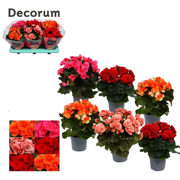 Begonia mix without yellow/white 13Ø 30cm