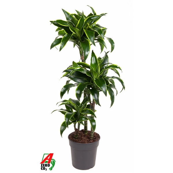 Dracaena Dorado 60-30-15 21Ø 100cm 3pp
