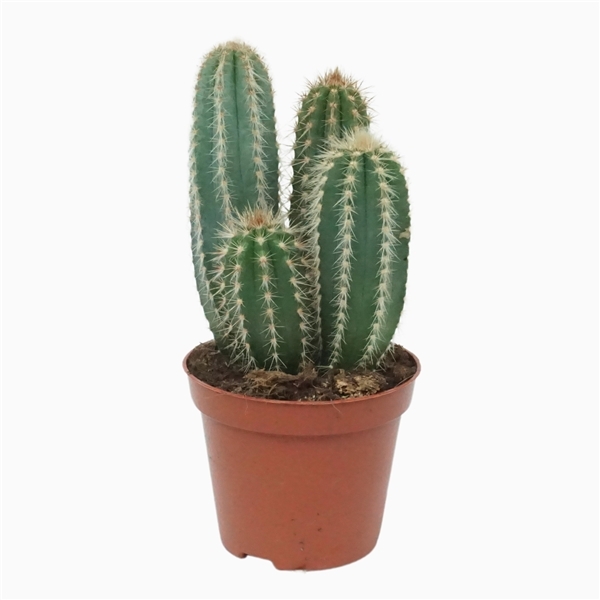 Pilosocereus pachycladus 8,5Ø 12cm