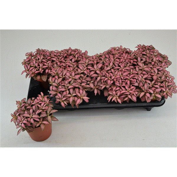 Fittonia pink Forest Flame 12Ø 20cm