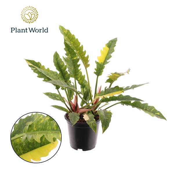 Philodendron narrow Ring of Fire 19Ø 50cm