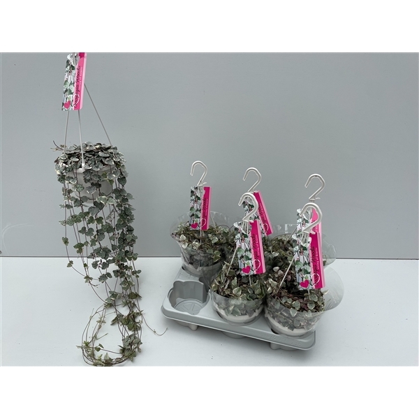 Ceropegia woodii Variegata 14Ø 70cm