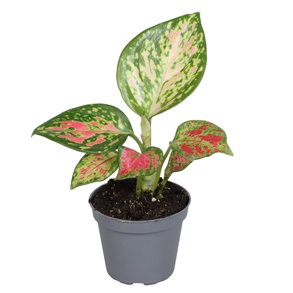 Aglaonema Red Zirkon 6Ø 8cm 1pp
