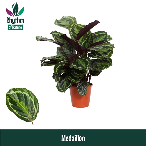 Calathea Medallion 19Ø 80cm