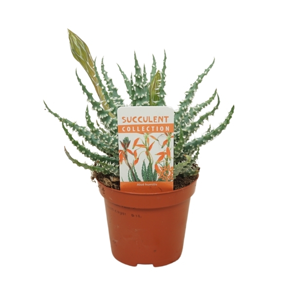 Aloe Humilis + flower (Cites) 8,5Ø 20cm