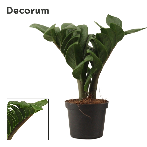 Zamioculcas zamiifolia Zenzi 9Ø 25cm 2st