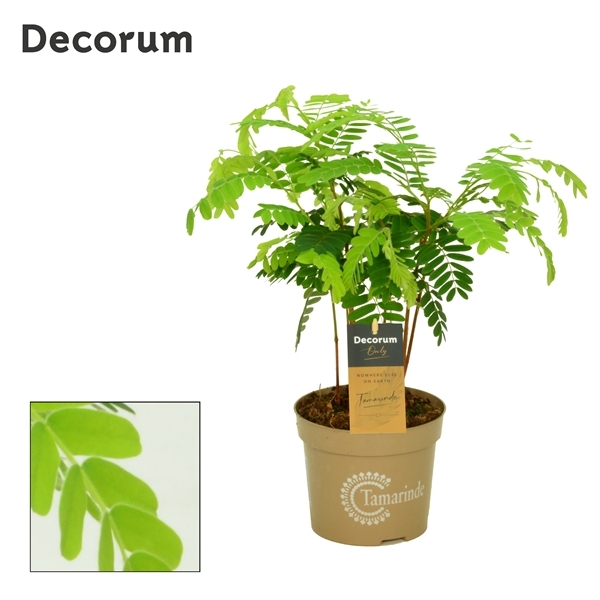 Tamarindus indica 13Ø 60cm