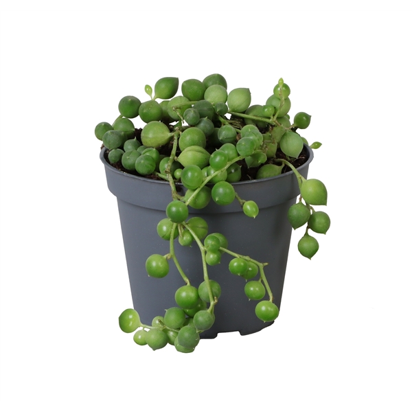 Senecio rowleyanus 6Ø 10cm