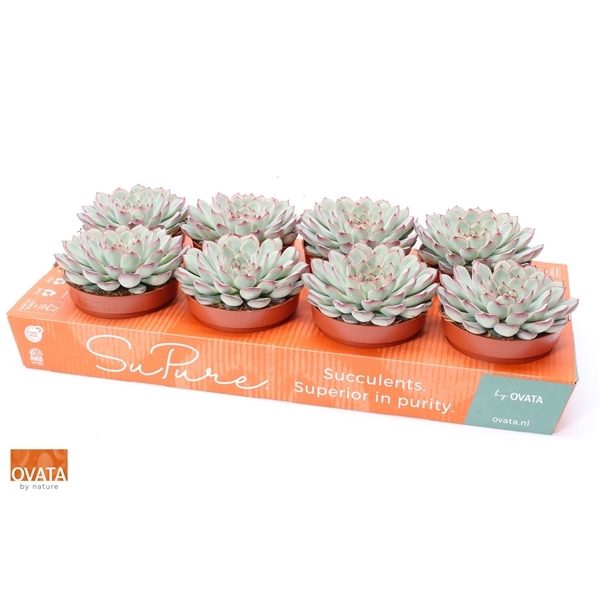 Echeveria pulidonis Sky Pearl 12Ø 15cm