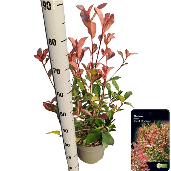 Photinia fra. Red Robin 23Ø 70cm