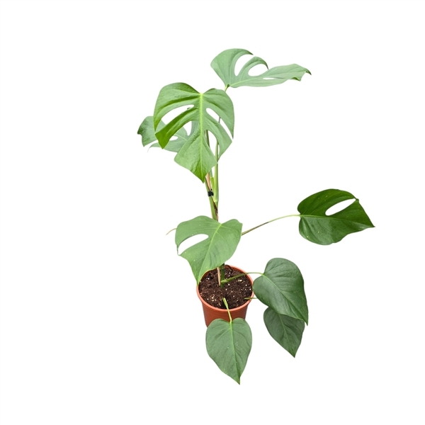 Monstera Sierrana 17Ø 50cm 1pp