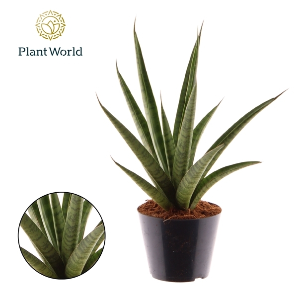 Sansevieria trifasciata Pineapple 10,5Ø 35cm