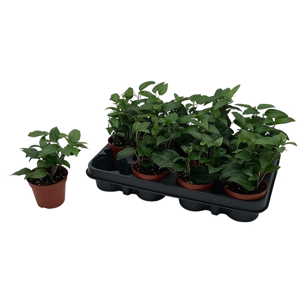 Hedera Lingusta 8,5Ø 7cm