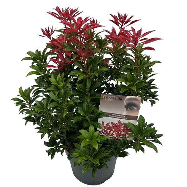 Pieris japonica Mountain Fire 19Ø 40cm