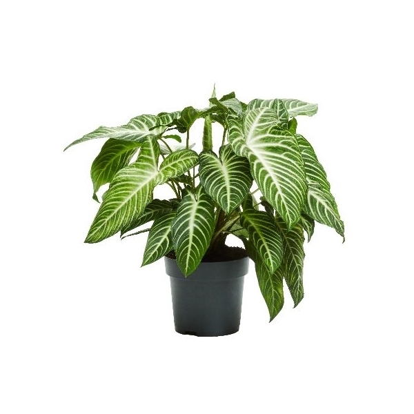 Xanthosoma Lindenii 24Ø 80cm