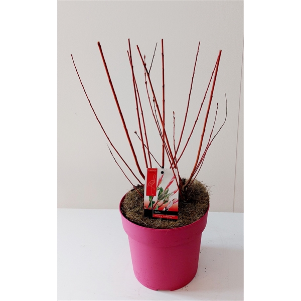Salix integra Flamingo pink pot 19Ø 40cm