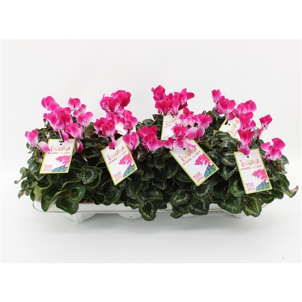 Cyclamen midi Indiaka WineRed 10,5Ø 21cm