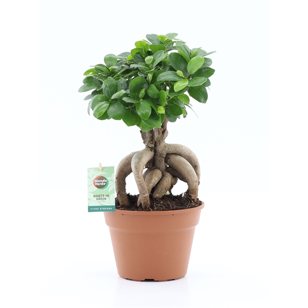 Ficus mi Ginseng 17Ø 40cm 1pp