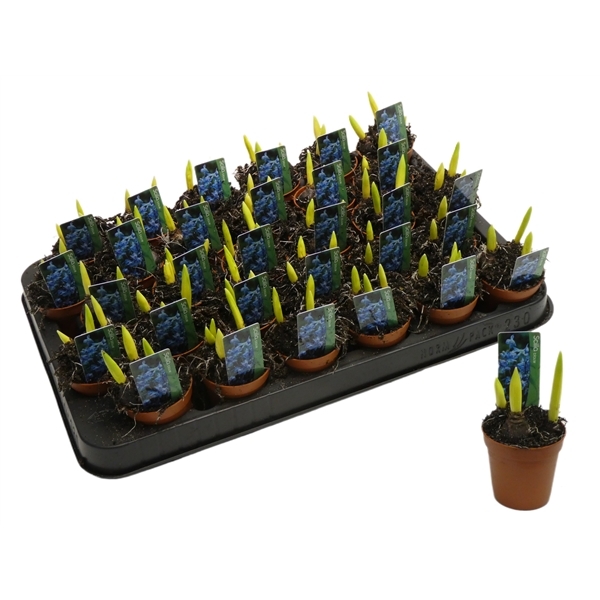 Scilla siberica blue 5Ø 10cm