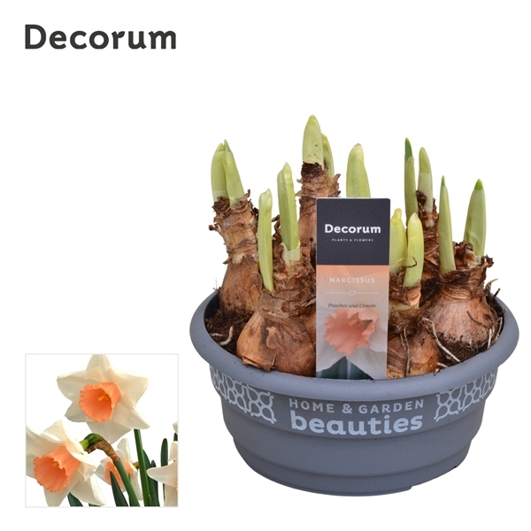 Narcissus Peaches and Cream 16Ø 15cm