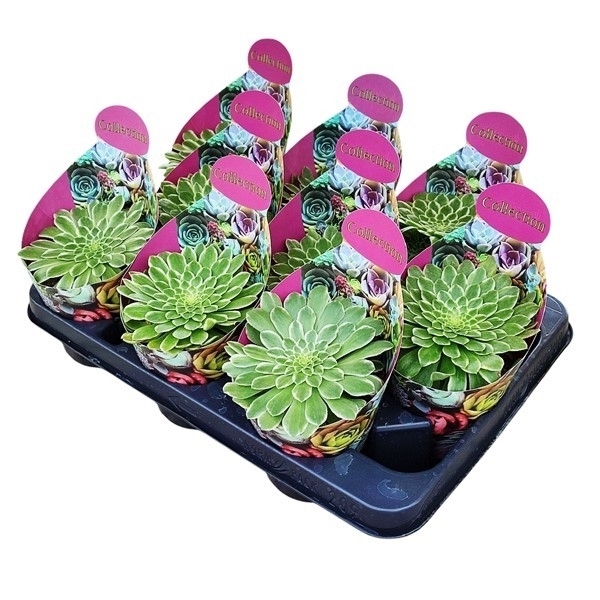 Aeonium Emerald Ice Variegato 10,5Ø 10cm