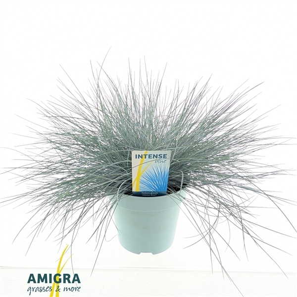Festuca glauca Intense Blue 17Ø 40cm