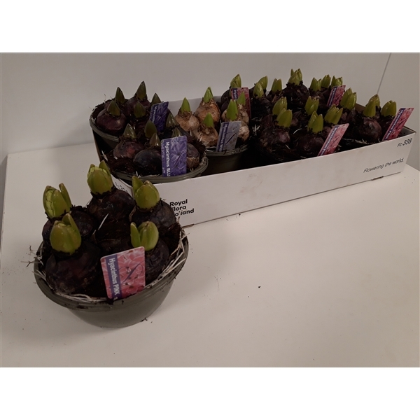 Hyacinthus orientalis mix 16Ø 15cm 5pp