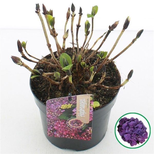 Hydrangea mac Purple 17Ø 30cm 997fl