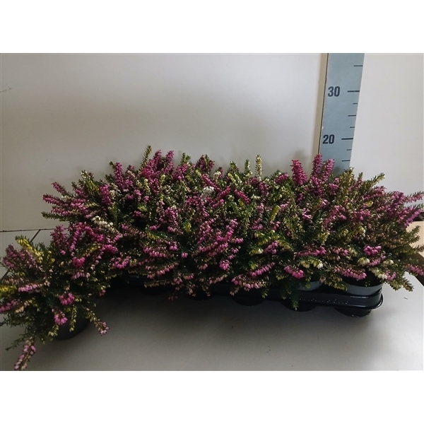 Erica darlyensis Twin red/white 9Ø 12cm