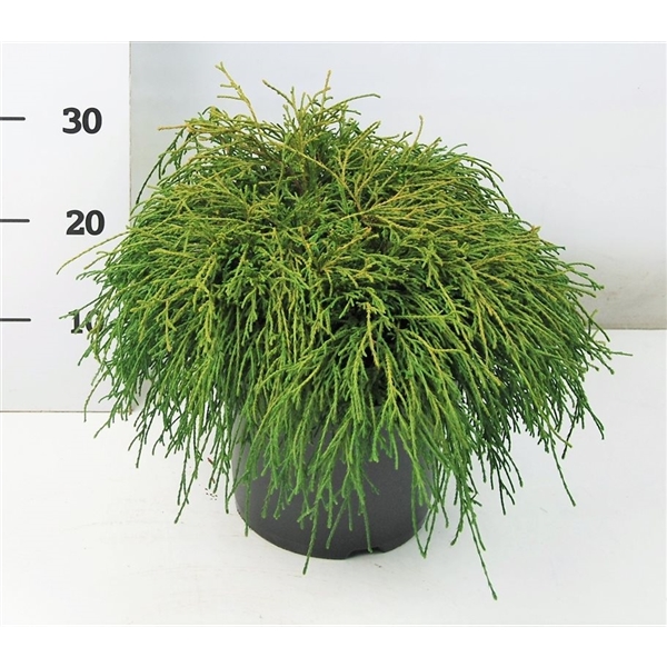 Chamaecyparis pis. Filifera Nana 23Ø 35cm