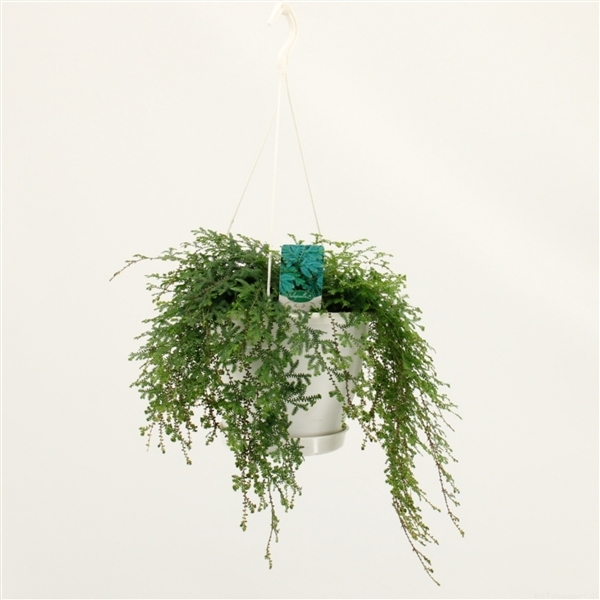Selaginella uncinata Peacock 23Ø 35cm
