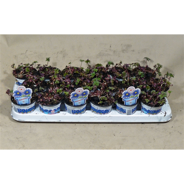 Anemone blanda Blue Shades 9Ø 3cm