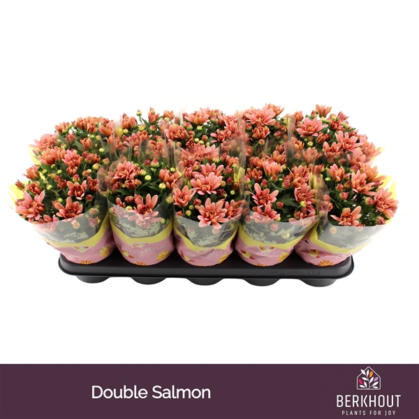 Chrysanthemum Indicum Dynamic Salmon 12Ø 26cm 3pp